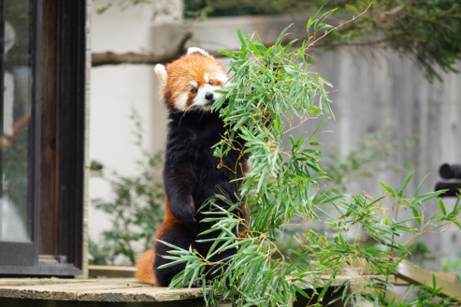 千葉市動物公園